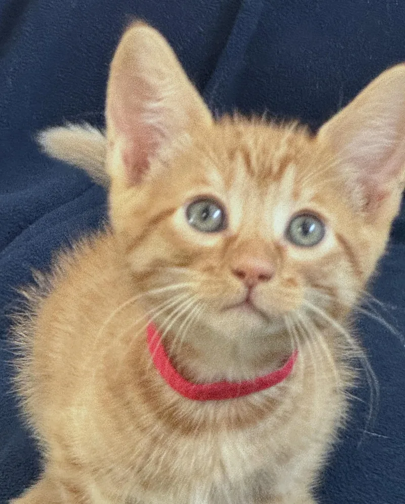 Kit Kat