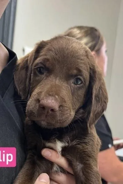 A baby medium-sized female Labrador Retriever dog named Tulip for adoption in Syracuse, NY