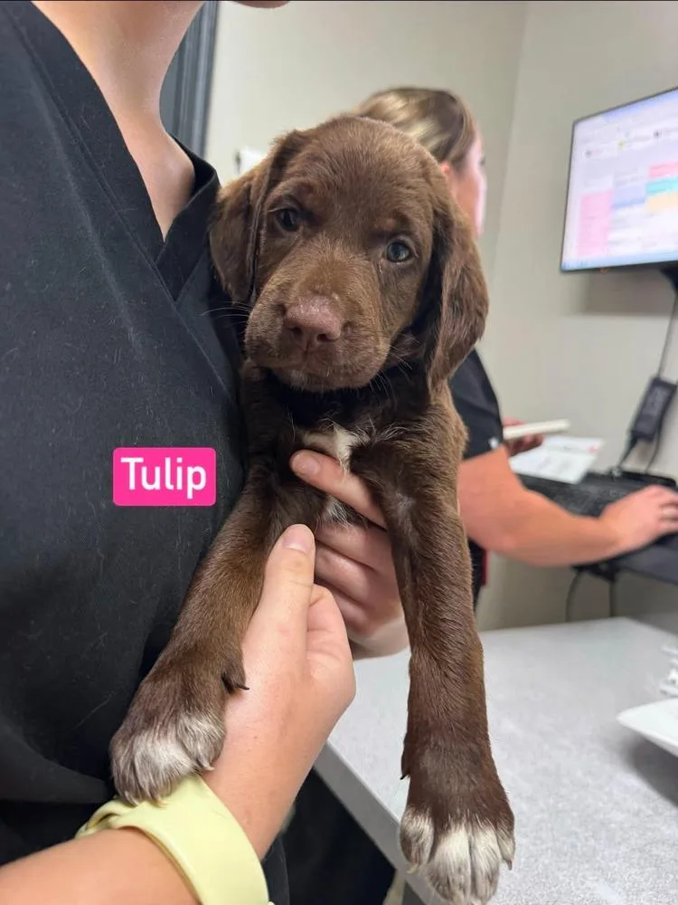 Tulip thumbnail 2
