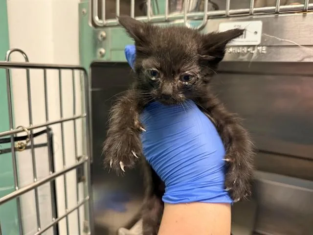 A baby small-sized female Domestic Short Hair cat named Wild River for adoption in Antioch, CA