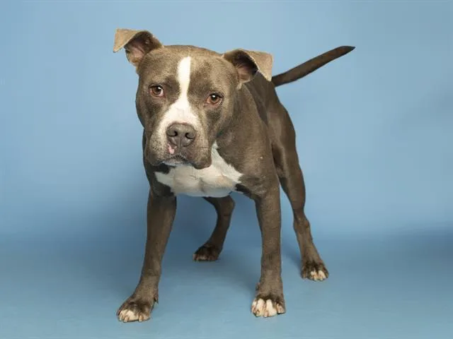 An adult large-sized male Pit Bull Terrier dog named Sweetie for adoption in Phoenix, AZ