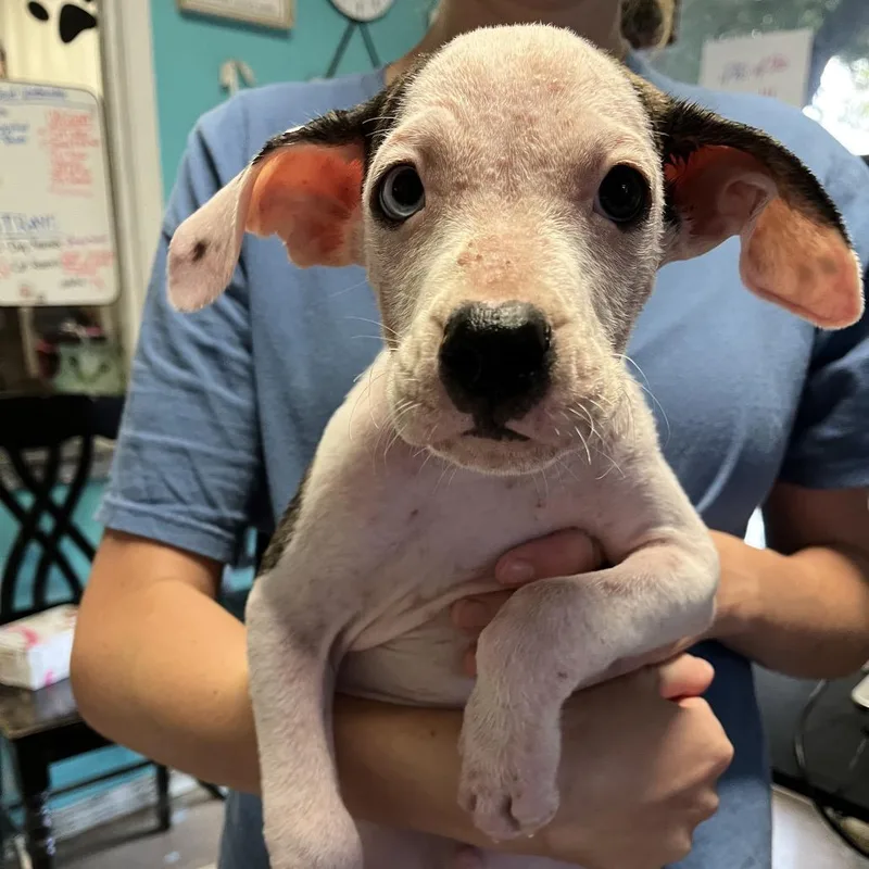 A baby small-sized male Boxer dog named Geico for adoption in Stephenville, TX