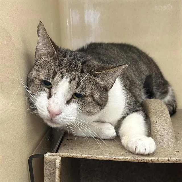 A young large-sized male Domestic Short Hair cat named Fisher for adoption in Lincolnton, NC