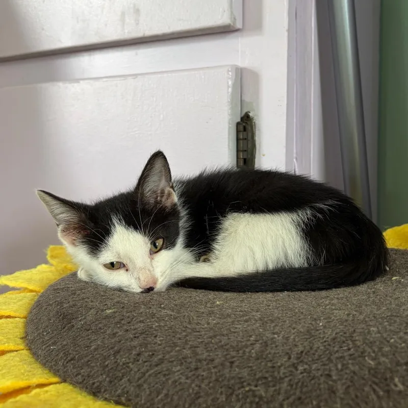 A baby small-sized male Black Domestic Short Hair cat named Parker for adoption in West Point, MS