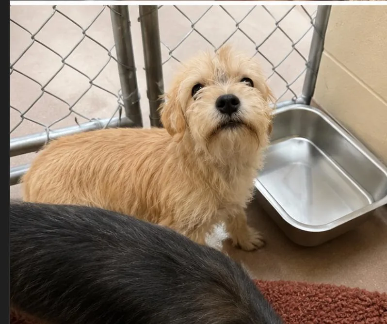 An adult small-sized female Terrier dog named Sage for adoption in Portland, ME