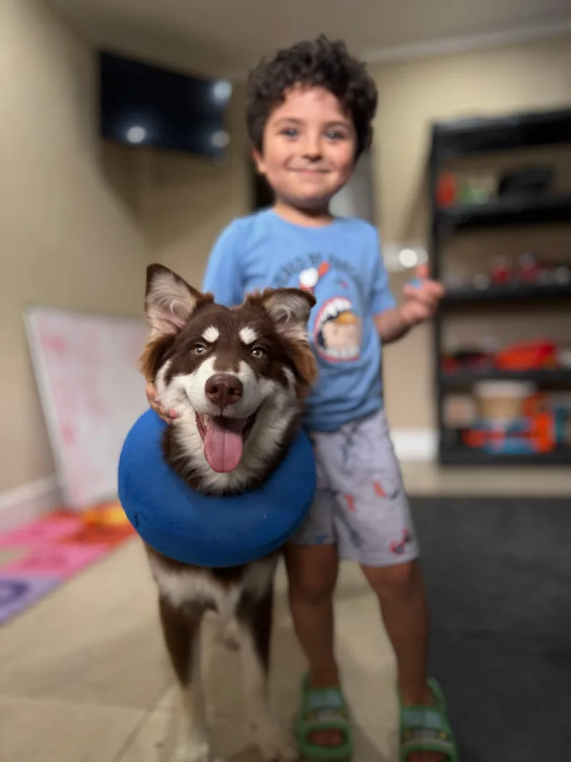 A baby medium-sized male Brown / Chocolate Australian Shepherd dog named Koa for adoption in Brownsville, TX