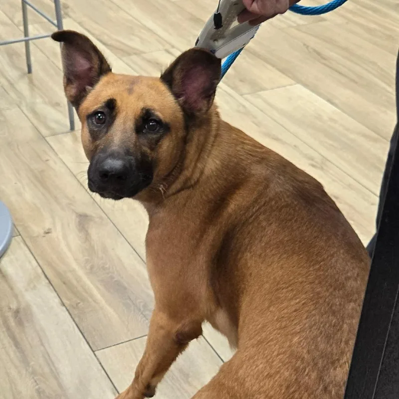 A baby small-sized female Brown / Chocolate Shepherd dog named Nanah for adoption in Newark, NJ