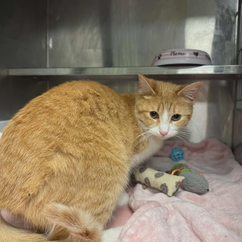 A baby small-sized female Orange / Red Domestic Short Hair cat named Crabapple for adoption in Richmond, IN