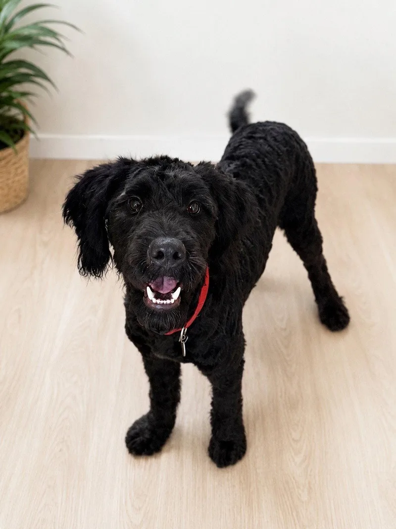 An adult medium-sized male Standard Poodle dog named Spencer for adoption in Nashville, TN