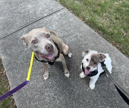 A senior medium-sized female Mixed Breed dog named Brenda for adoption in Atlanta, GA