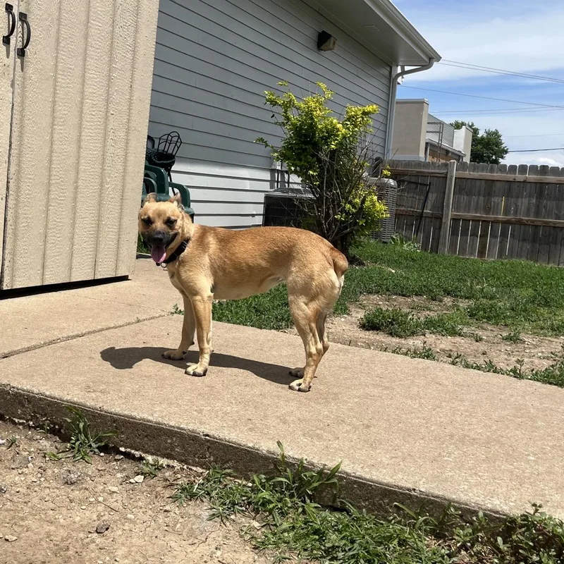 An adult medium-sized female Yellow / Tan / Blond / Fawn Mixed Breed dog named Birdie for adoption in Shawnee, KS