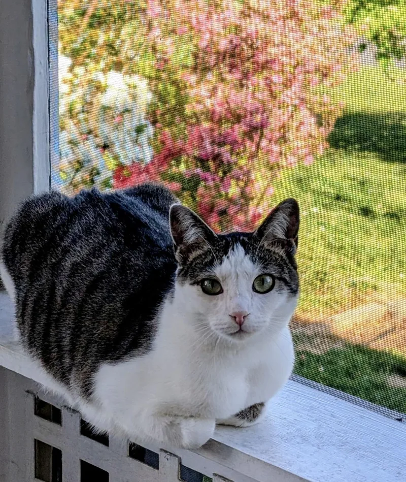 A young small-sized female White Domestic Short Hair cat named Fable for adoption in Alexandria, VA