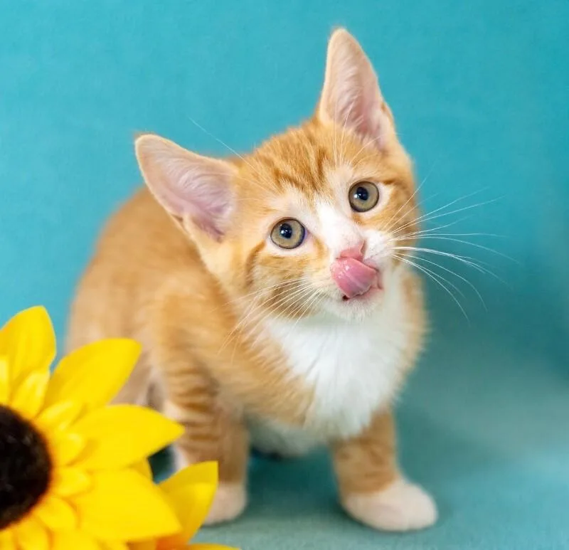 A young medium-sized male Orange / Red Domestic Short Hair cat named Glitz for adoption in North Babylon, NY