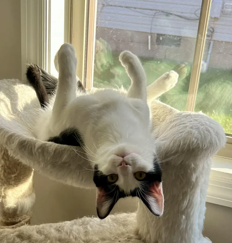 Wingdings thumbnail 2