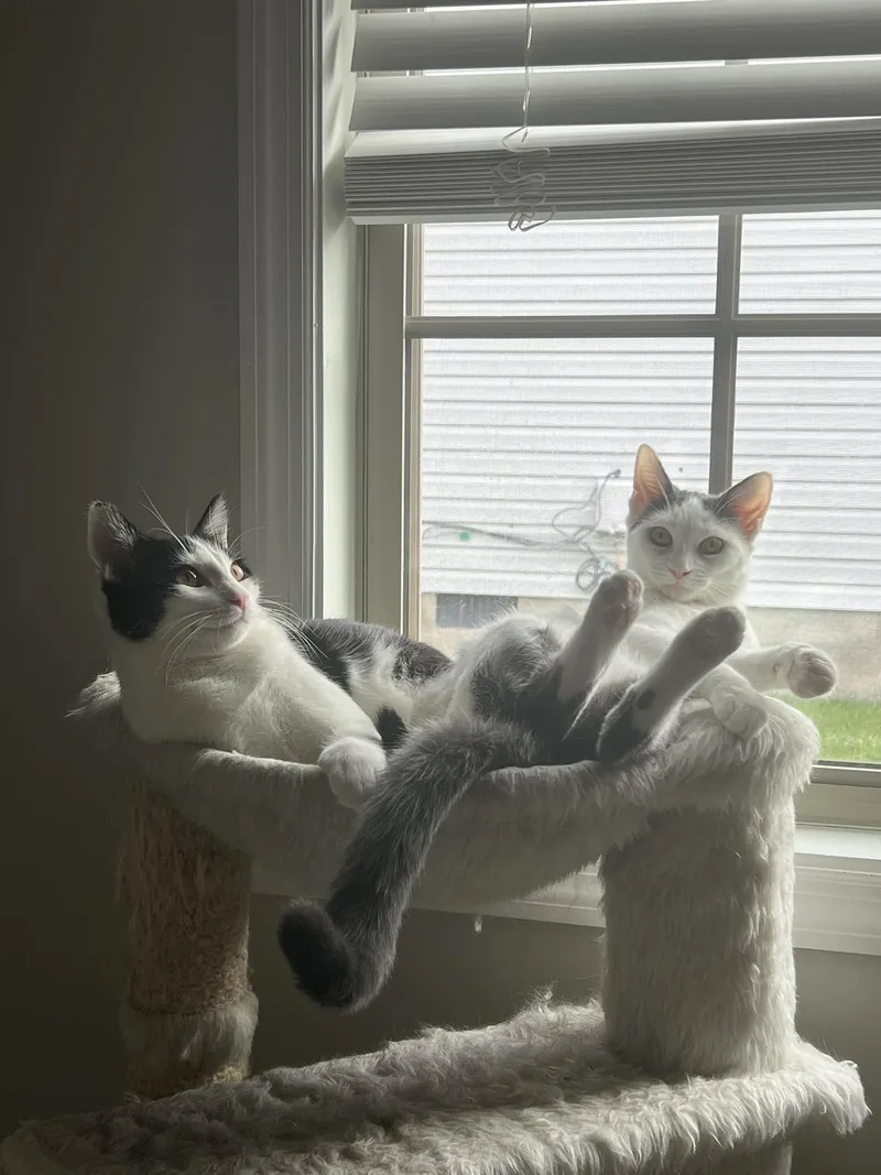 Wingdings thumbnail 3