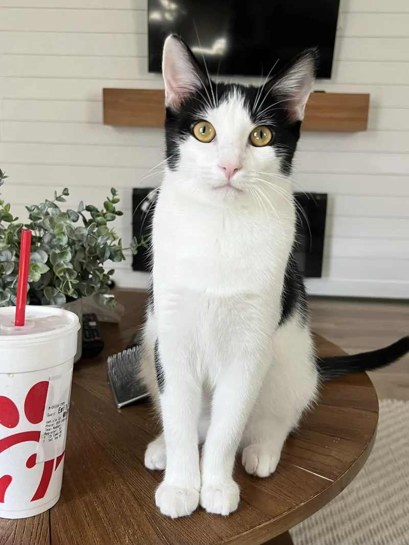 Wingdings thumbnail 4