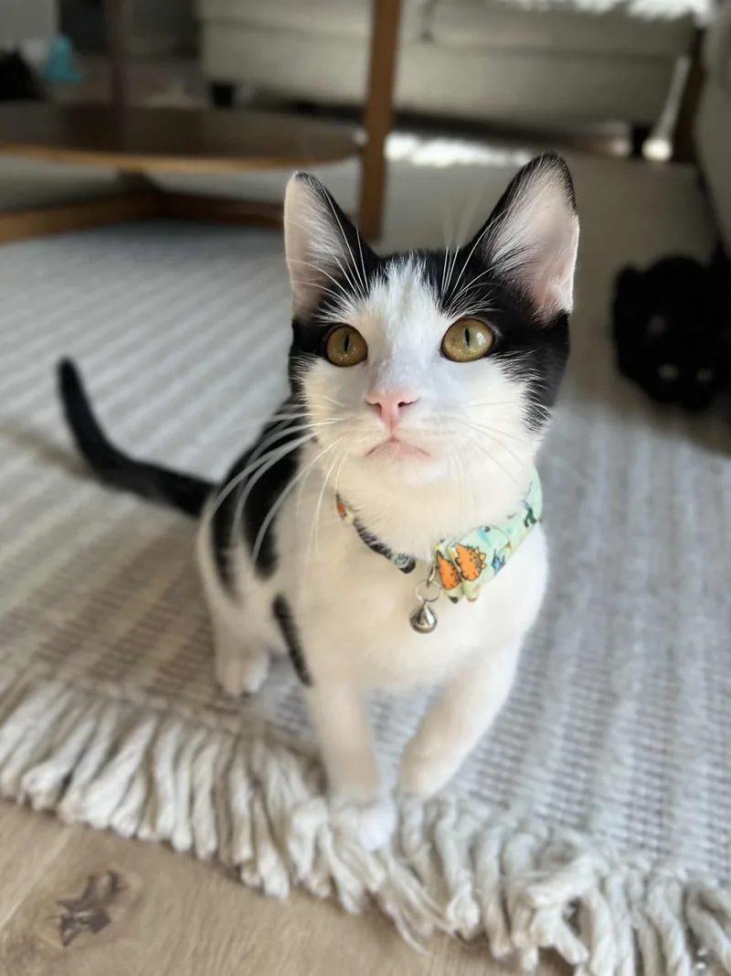 Wingdings thumbnail 5