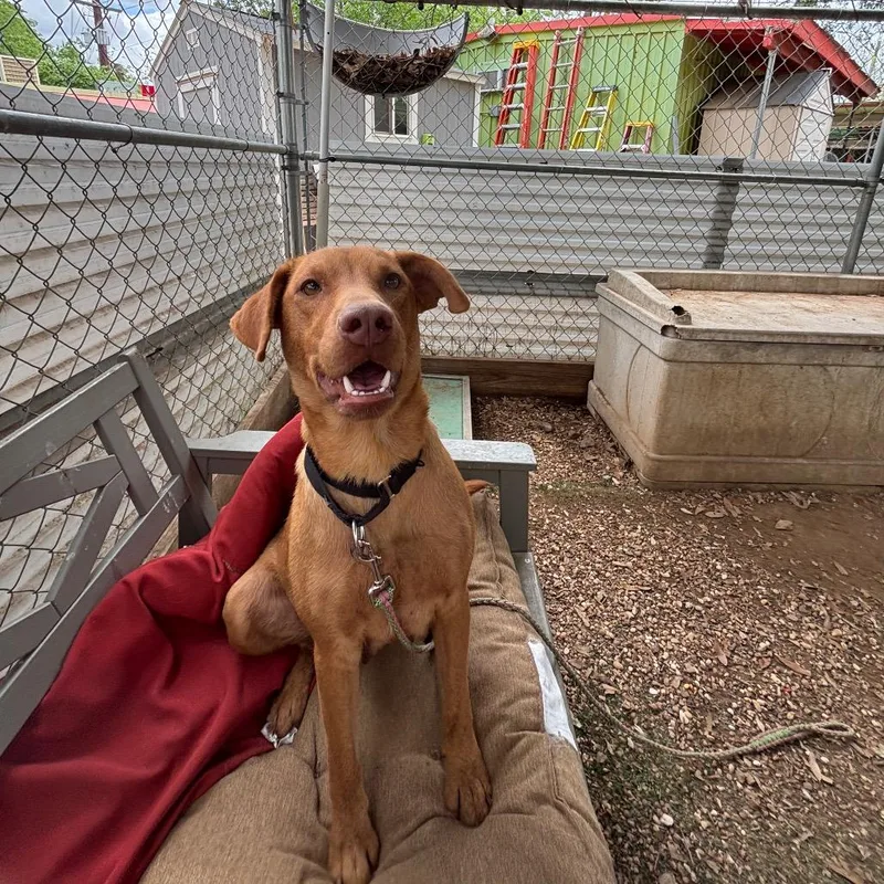 An adult medium-sized female Yellow / Tan / Blond / Fawn Yellow Labrador Retriever dog named Minnie for adoption in Austin, TX