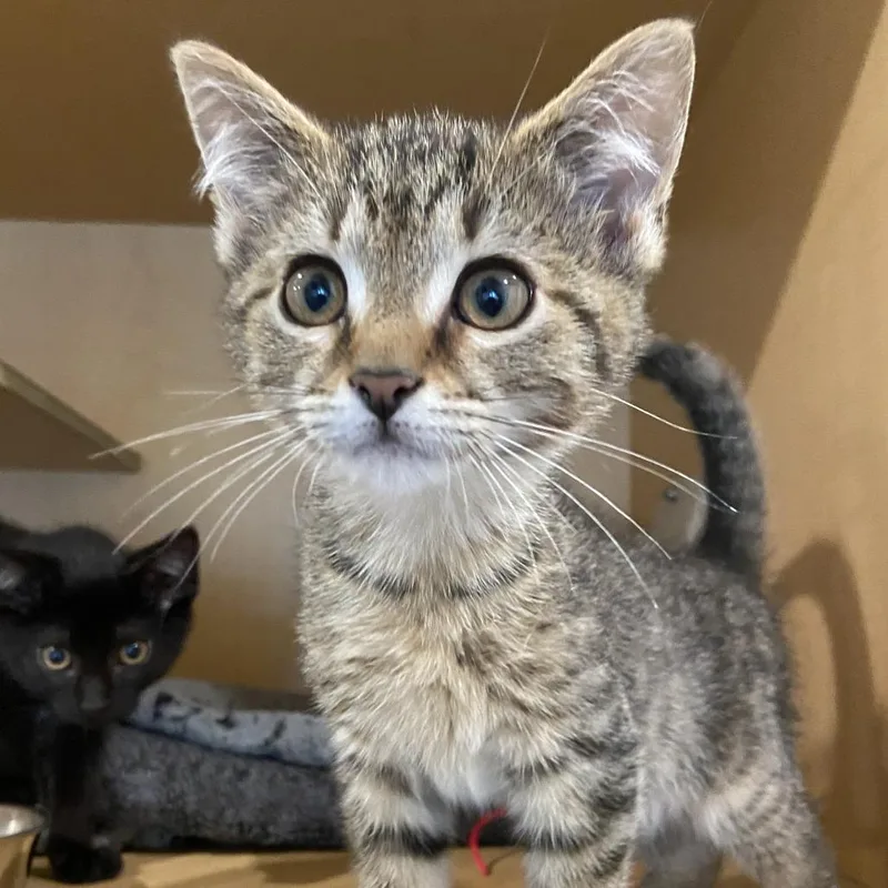 A baby small-sized male Brown / Chocolate Domestic Short Hair cat named Satine for adoption in Washington Township, OH
