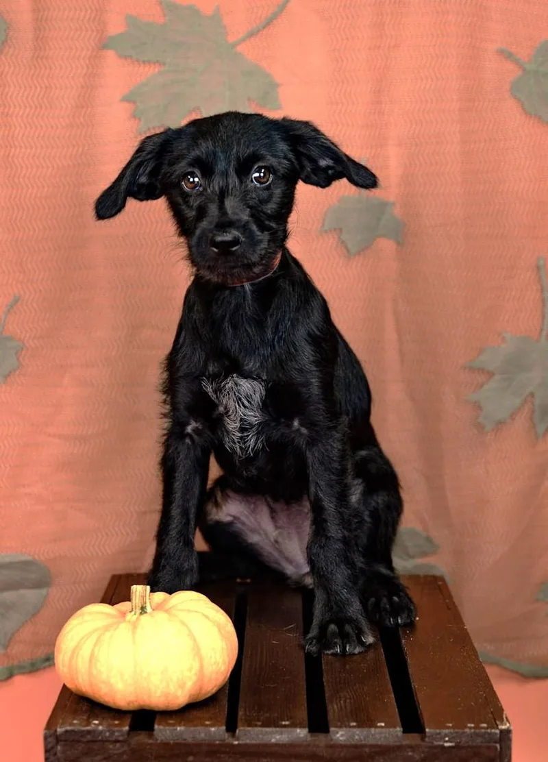 A baby medium-sized female Terrier dog named 858-26 for adoption in Brighton, CO