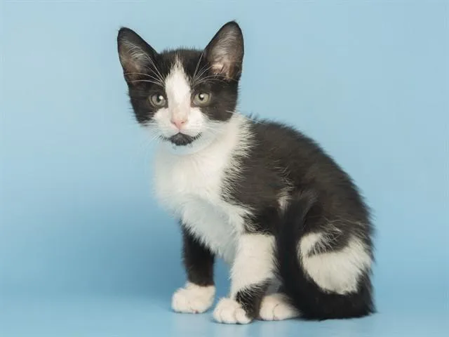 A baby small-sized male Domestic Short Hair cat named Jerry for adoption in Phoenix, AZ