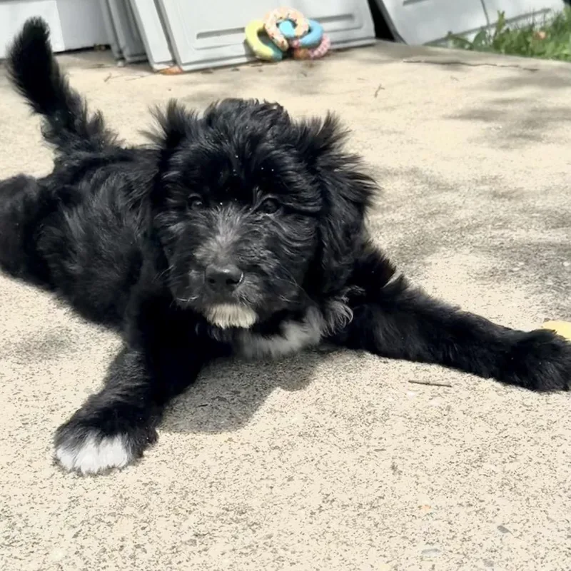 A baby medium-sized male Black Poodle dog named Aj for adoption in La Grange, KY