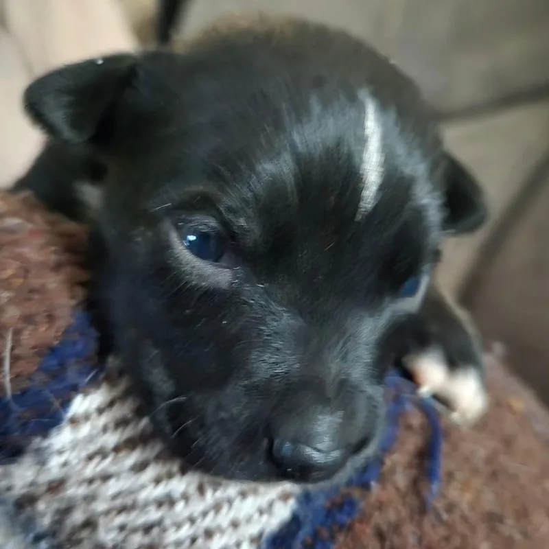 A baby small-sized male Black Hound dog named Angus for adoption in Pittsburg, KS