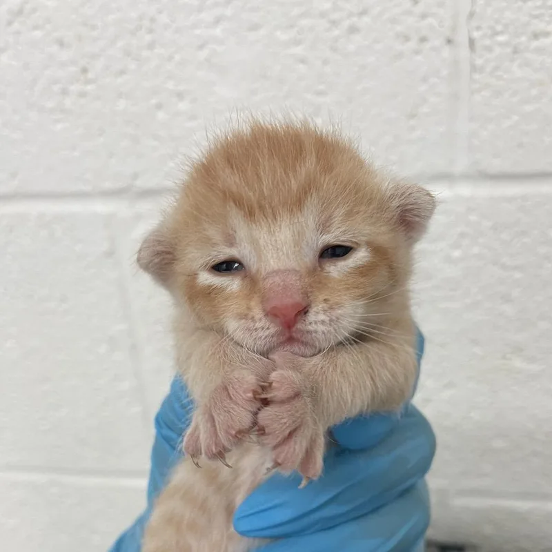A baby small-sized female Domestic Short Hair cat named Tiny for adoption in Edinburg, TX
