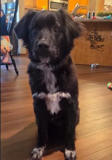 A baby large-sized male Great Pyrenees dog named Jake for adoption in Brooklyn Center, MN