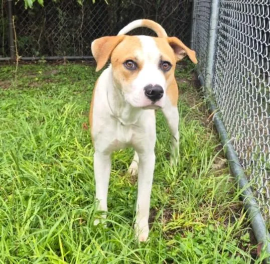 A young medium-sized male Staffordshire Bull Terrier dog named Gio for adoption in Houston, TX