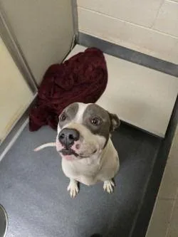 Dq  Mozzy thumbnail 2