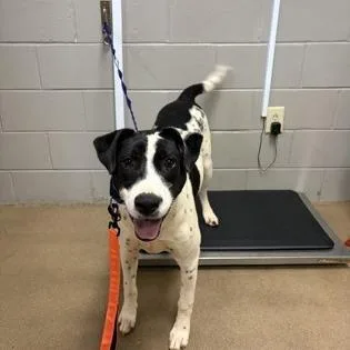 A young large-sized male Mixed Breed dog named Cauldron Cade for adoption in East Smithfield , PA