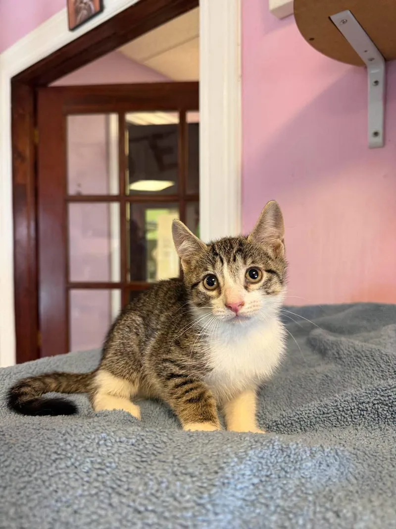 A young small-sized male Tabby (Brown / Chocolate) Domestic Short Hair cat named Pepper for adoption in Freeport, NY