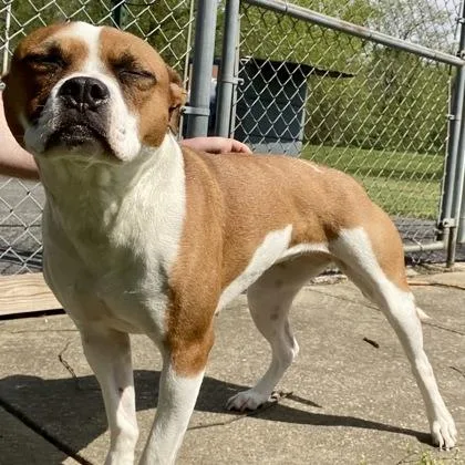 An adult medium-sized female Yellow / Tan / Blond / Fawn Boxer dog named Libby for adoption in Erie, PA