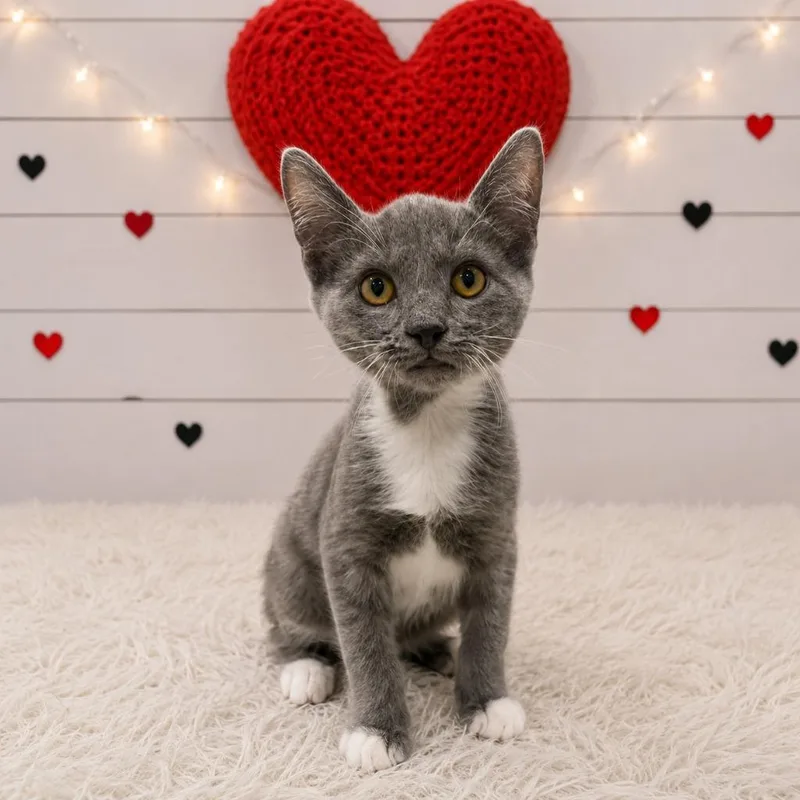 A baby small-sized male Domestic Short Hair cat named Hiccup for adoption in Corpus Christi, TX