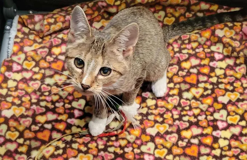 A baby medium-sized female Domestic Short Hair cat named Josie for adoption in Sykesville, MD