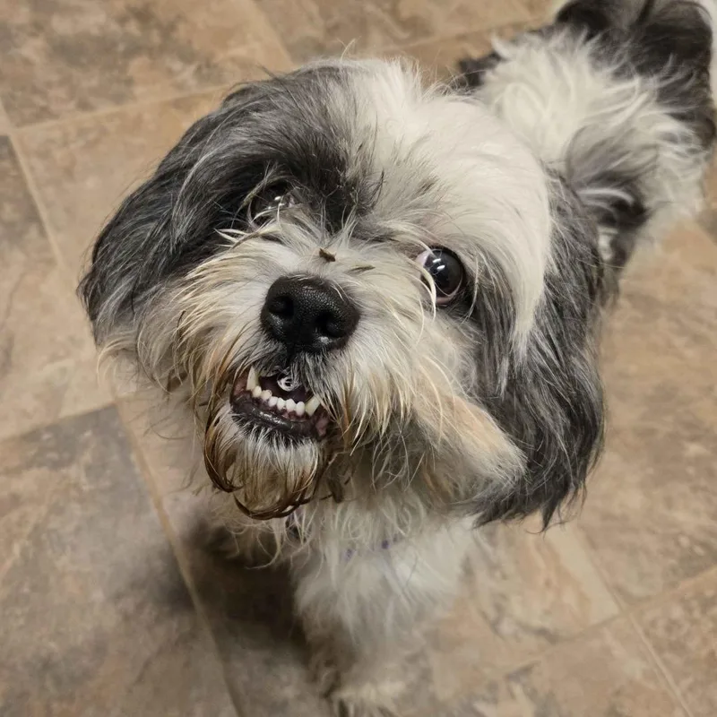An adult medium-sized female White / Cream Shih Tzu dog named Chloe for adoption in Gloucester, VA