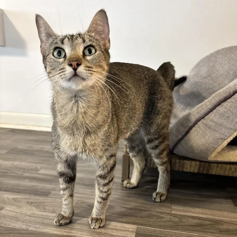 A young medium-sized female Gray / Blue / Silver Domestic Short Hair cat named Family Pack for adoption in Carencro, LA