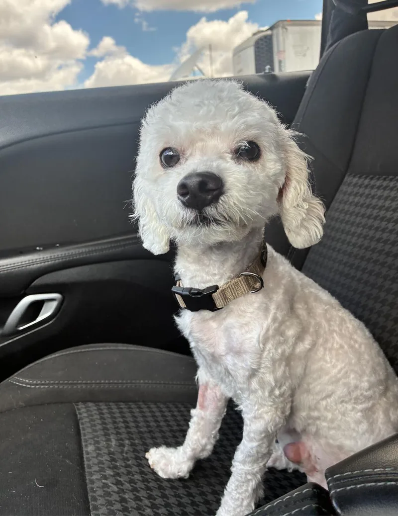 A young small-sized male White / Cream Miniature Poodle dog named Captain Crouton for adoption in West Hollywood, CA