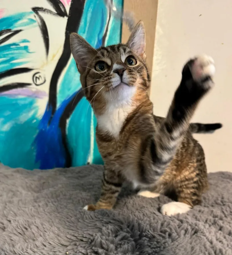 A young small-sized female Siamese cat named Amber for adoption in Temecula, CA