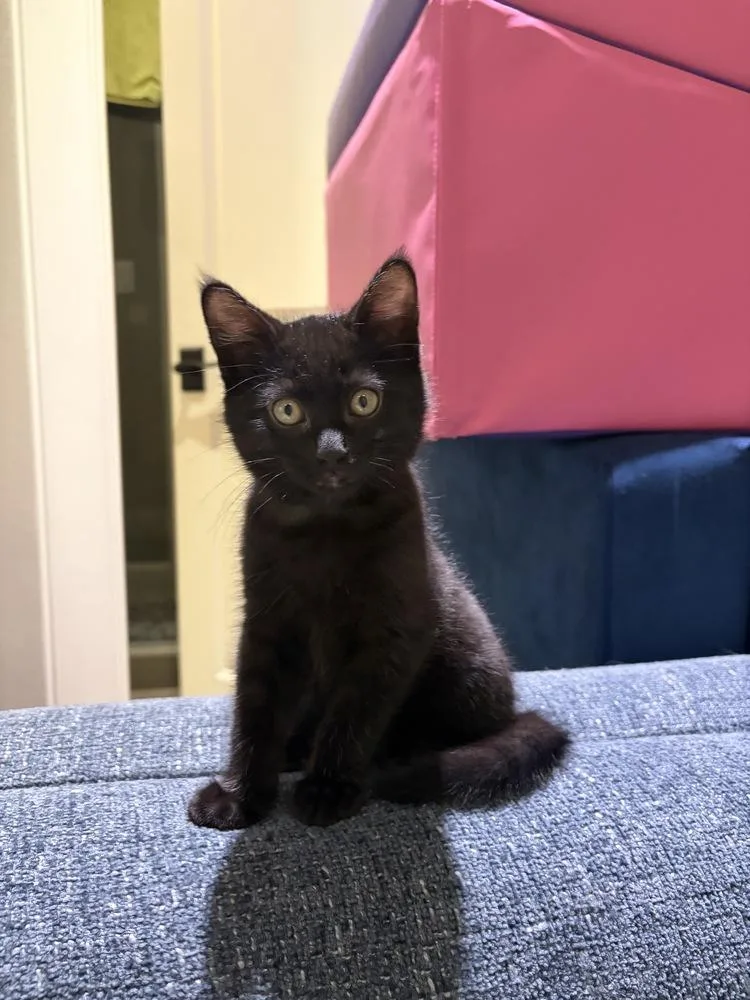 A baby small-sized female Domestic Short Hair cat named Keebler for adoption in Dallas, TX