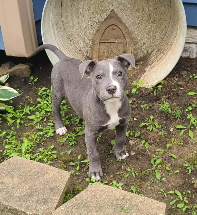 Hank