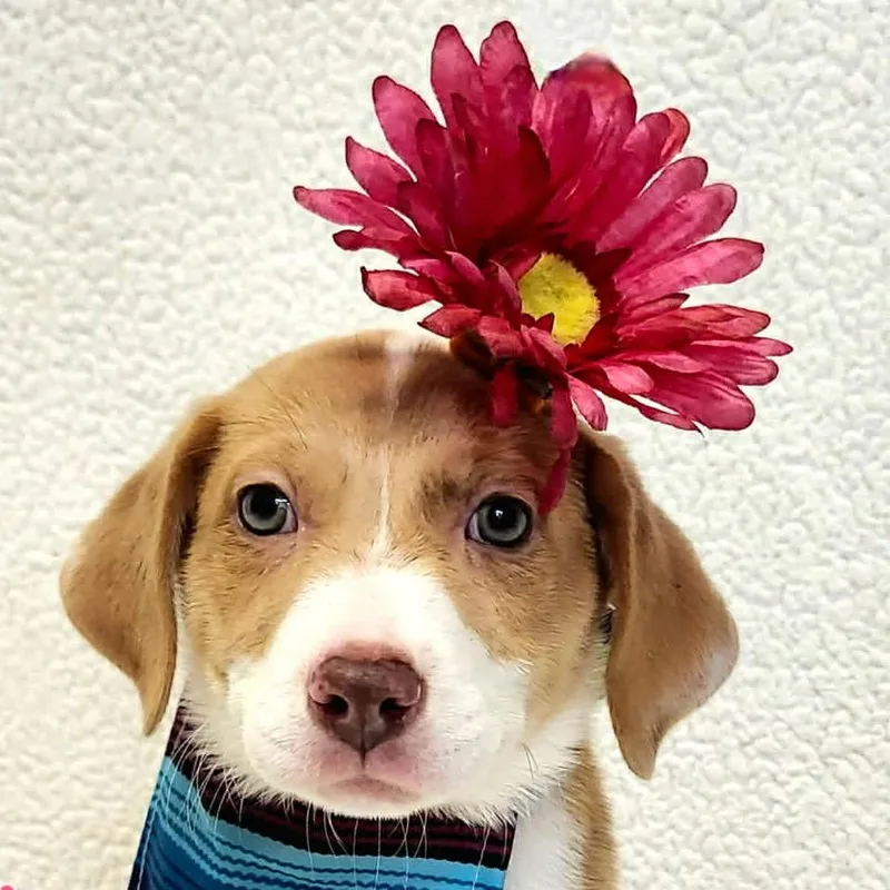 A baby small-sized female Yellow / Tan / Blond / Fawn Mixed Breed dog named Senorita for adoption in Rockville, MD