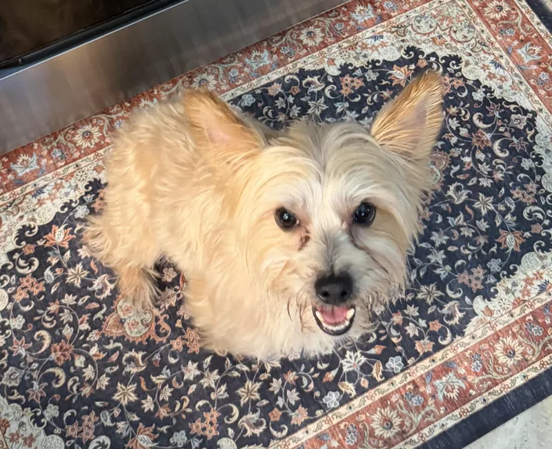 An adult small-sized male Yorkshire Terrier dog named Beanie for adoption in Toms River, NJ