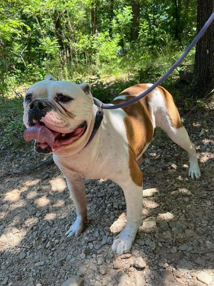 An adult extra large-sized female American Bulldog dog named Meadow for adoption in New York, NY
