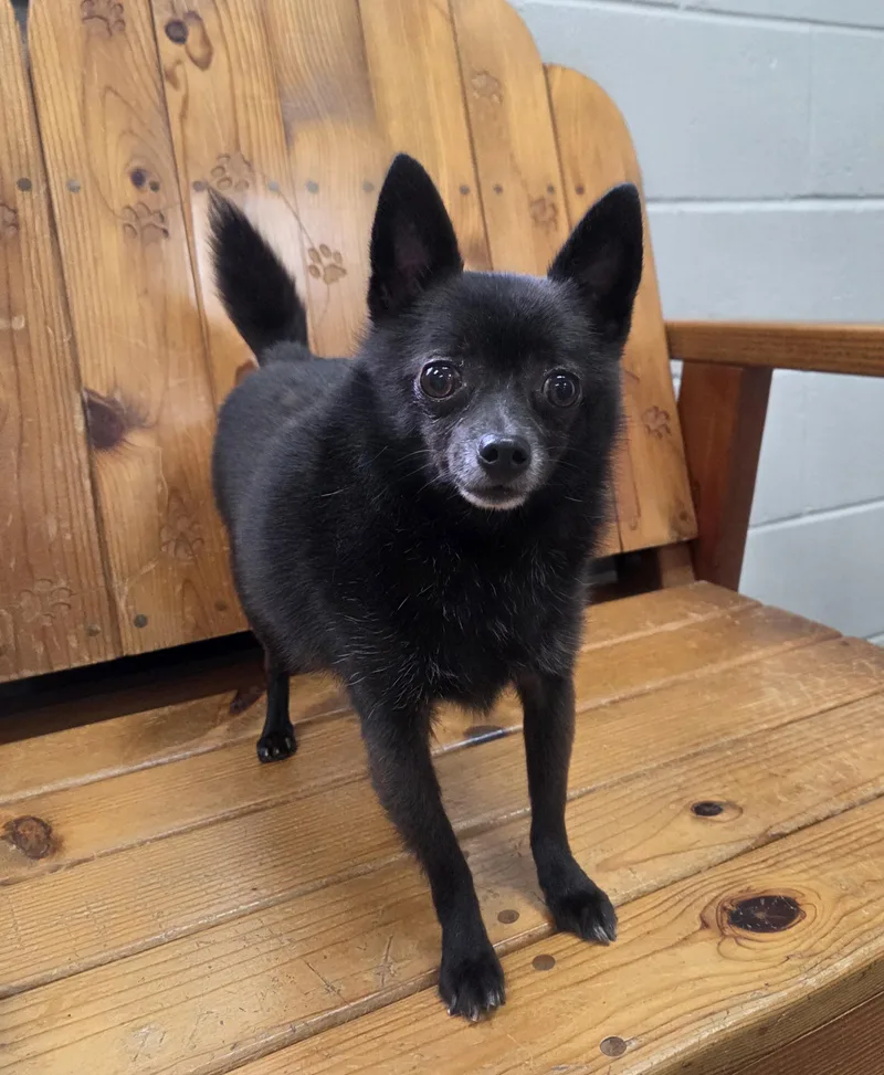 An adult small-sized male Black Pomeranian dog named Gizmo for adoption in Parsons, KS