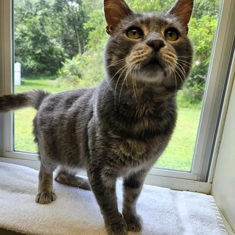 Leroy Jenkins thumbnail 2