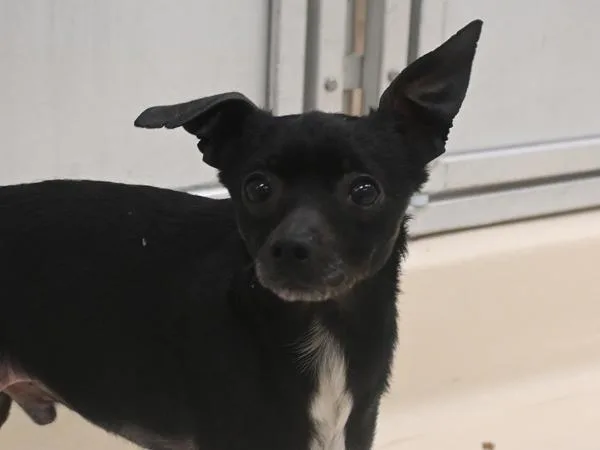A young small-sized male Chihuahua dog named Scout for adoption in Portland, OR
