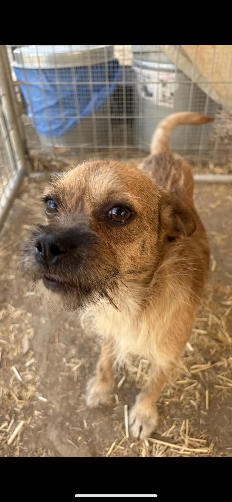 A young small-sized female Apricot / Beige Border Terrier dog named Harley for adoption in Hamden, CT