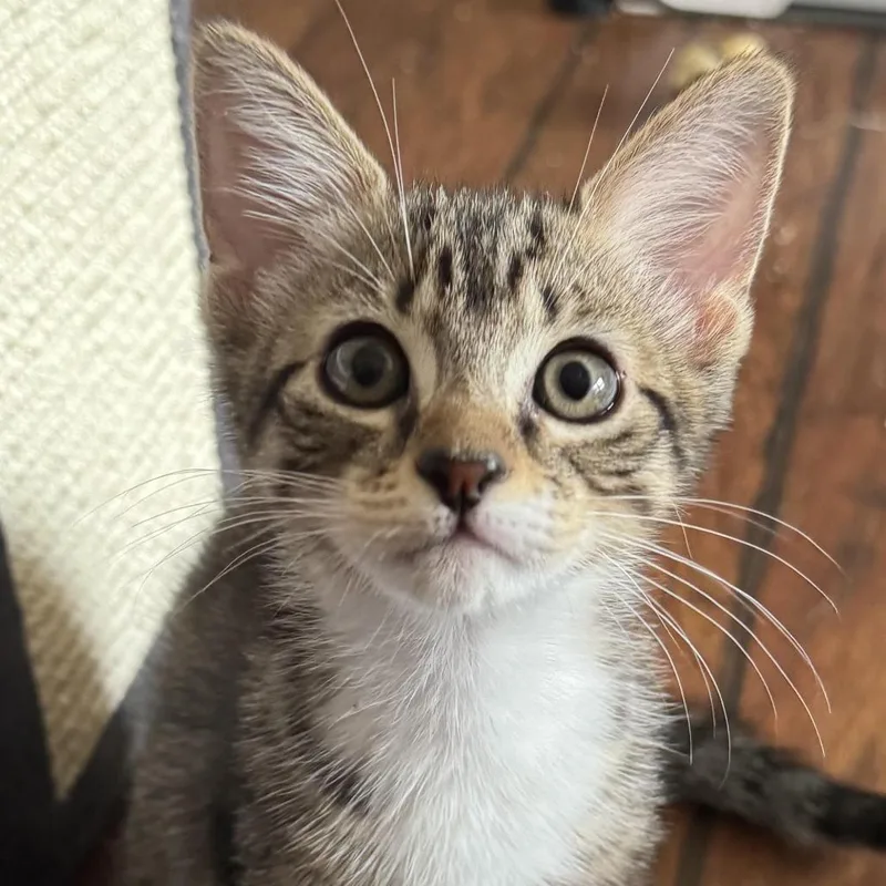A baby small-sized female Brown / Chocolate Domestic Medium Hair cat named Savannah for adoption in Houston, TX